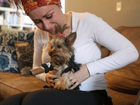 Brenna Tonkin holds four-year-old Paisley at her Copeland Street home Monday afternoon. Paisley is adjusting to life with three legs after an incident involving another animal in September. Tonkin purchased a prosthesis for Paisley and working with her to get use to the device.