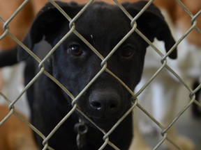 Black dogs are often the last to find homes at animal shelters and rescue organizations.