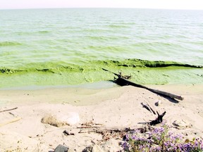 There is a concern the higher than normal rainfall forecasted for the western end of Lake Erie this spring could lead to more phosphorus runoff from farmland in Canada and the U.S. and produce more algae blooms, similar to the one seen here just east of Palmyra, Ont. on Oct. 8, 2011. CONTRIBUTED TO CHATHAM DAILY NEWS