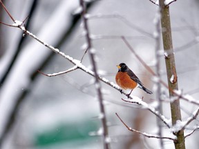 A robin sits perched on a tree limb amidst a landscape of snow. (QMI Agency)