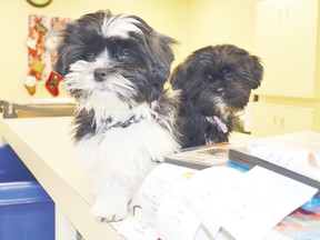 Harley and Lexi hang out at the library as they train in a pet therapy program.