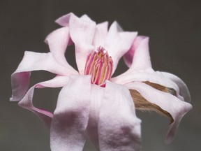 An elegant magnolia flower