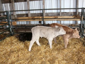 These triplet calves were born recently near Resource.