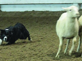Tyler Strader's dog Jess brings the sheep into the pen to compete the circuit in the Highwood Stock Dog Winter Series on March 17.