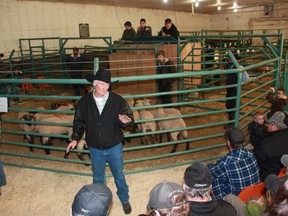 Don Hollingworth, ring man at the Birch Hills Colony ram and bull sale, works his side of the crowd, while auctioneer Carter Tink sells a pen of commercial Suffolk ewe lambs. (Louise Liebenberg Special to Peace Country Sun)