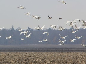 Tundra Swans fly over farm fields near the Lambton Heritage Museum earlier this month. The swans traditionally visit the area during their annual migration. Members of the Middlesex-Lambton Wind Action Group plan to rally Sunday. 11 a.m. to 1 p.m., along Greenway Road in Lambton Shores to take their message to swan watchers. FILE PHOTO/THE OBSERVER