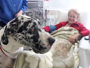 Dialysis patient Marion Hill of Bath with St. John Ambulance Therapy Dog Ben the Great Dane on Friday.
Ian MacAlpine The Whig-Standard