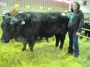 Sara Van Sickle of Nolara Farms, which she and her father run, shows LNS BLK Premonition, a Black Simmental which was selected to be the first bull to be shown at the Highway 16 West Multi Breed Bull sale held at the Mayerthorpe Ag Barn on Friday, March 22. 
Ann Harvey | Mayerthorpe Freelancer