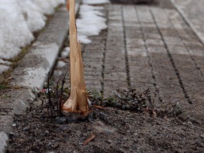 One of the new street trees in Bruce Mines was not protected in the fall, and was lost to snow removal.