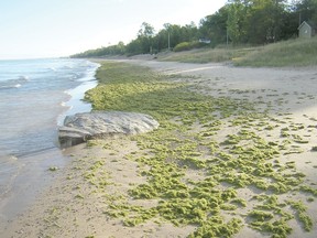 Sarnia algae