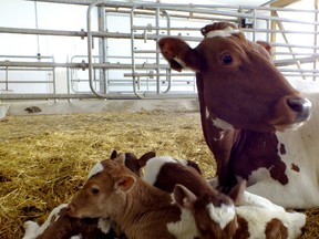 Jamaica, a Guernsey cow, is enjoying unprecedented publicity after giving birth to rare triplets at the Excelsior Farms in Plympton-Wyoming. About one in 100,000 births are triplets. (HEATHER WRIGHT, QMI Agency)