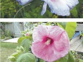 Rose of Sharon, top, is referred to as Hibiscus syriacus, while perennial hibiscus, bottom, is known as Hibiscus moscheutos.