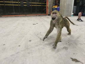 A baboon on the lam at the MTS Centre in Winnipeg, Tuesday, March 26. 2013. (QMI Agency)