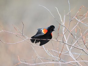 A male red-winged blackbird has the distinctive red markings on its wings, while the females are much less colourful, being brown in colour. (Peace Country Sun file photo)