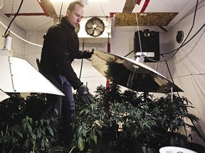 Acting Sgt. Ray Savage of the Edmonton Police Service Green Team takes media on a tour at the scene of a marijuana grow operation at 109 Street and 72 Avenue in February. An estimated 140 plants were seized from the house. File Photo/QMI Agency