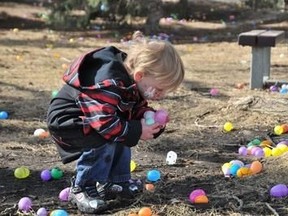 AJ Pardy, 2, looks for easter eggs at the Easter Eggstravaganza at Muskoseepi Park last year. Despite the snow, organizers are still expecting a good turnout for Saturday's event. (DHT file photo)