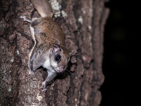Judy Frederick Photo
Southern flying squirrels nest in the cavities of live and dead standing trees.