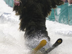 Mark Finch, perfectly camouflaged in his guillie suit, was one of the few skiers to make it all the way across the pond. (Terry Farrell/Daily Herald-Tribune staff)