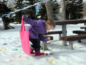 Aubry Graham, 4, hunts for Easter eggs in Muskoseepi Park on Saturday in Grande Prairie. More than 1,200 kids and their parents visited the park on the sunny afternoon to take part in the annual Easter Eggstravaganza, which included egg tosses, face painting, a petting zoo, cookie decorating and more. (Patrick Callan/Daily Herald-Tribune)