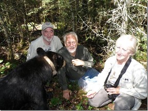 Dr Lynn Rogers, Jim Johnston, President of Friends of Algoma East and Pat Johnston check the radio collar on  one of the research bears in the Minnesota forest area near the bear research center.