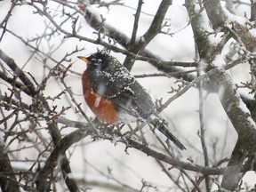 March wasn't kind to the robins.