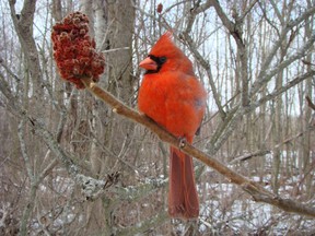 A photo of a Northern Cardinal is the April winner in the Bird of the Month contest sponsored by the West Elgin Nature Trust and the West Elgin 
Chronicle.