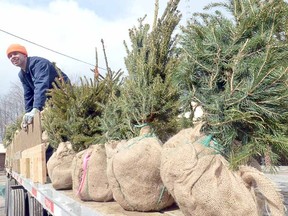 Ryan Rees joins fellow Upper Thames River Conservation Authority employees in unloading some 900 trees at Wildwood Conservation Area Wednesday. The coniferous trees are destined for planting by rural landowners and farmers in the area. (SCOTT WISHART The Beacon Herald)