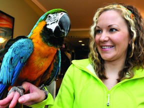 Gobbler, a macaw parrot, sits on the hand of Mary Brown in her Brockville apartment on Wednesday. Gobbler's calls - broadcast through an open intercom and into the street - were mistaken for calls of distress and brought the city police charging onto the scene. (DARCY CHEEK/The Recorder and Times)