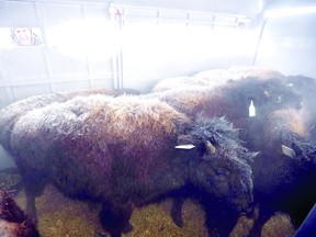 Bison are loaded up for transport from Elk Island National Park to Russia as part of a partnership for conservation of the species. The species, according to park representatives, is threatened.

Photo Supplied