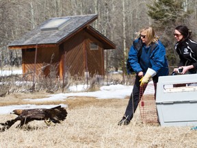 Barbara Kowalzik, left, and Dominika Kierecka of the Alberta Institute for Wildlife Conservation release a male golden eagle five months after it was found with lead poisoning on the side of an Exshaw road. The eagle underwent treatment for lead poisoning before being rehabilitated and released into the wild to join the spring migration, which occurs mostly in March and April. Justin Parsons/  Canmore Leader