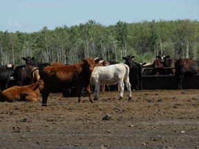 Cattle populations across Canada are starting to climb, with Alberta sitting at just over five million head. (Peace Country Sun file photo)