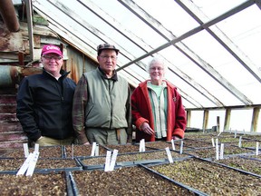 Steve Pitt, Harold Piercy, and Susan Withers examine some of the plant trays inside the greenhouse at Piercy's Farm Market near Deseronto. Piercy provides all the started plants for the Napanee Community Garden project each year.