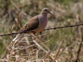 QMI Agency Photo
A mourning dove in soft breeding colors on a fence near Enchant.