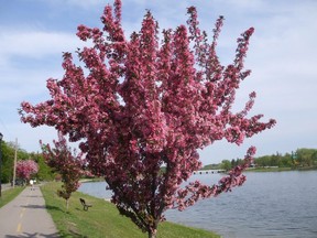 A breath of Spring! Aren’t we all longing for it? We get to enjoy this picturesque scene in living colour only once a year. Here’s a look back to a previous season when ornamental flowering crabapple trees in all their splendour adorned the boulevards along Crescent Road in Portage la Prairie.