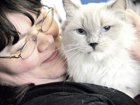 Robyn Brady, community relations co-ordinator for the OSPCA Chatham branch, cuddles Toni, a ragdoll mix who is one of 57 felines available for adoption at the facility. (DIANA MARTIN, Chatham Daily News)