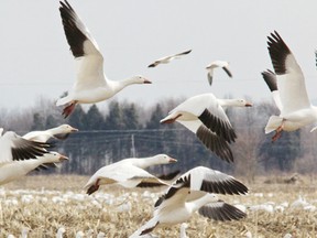 It may not feel much like spring out there, but there are signs, including the annual return of some bird species to the area. It hasn’t escaped the attention of members of the Cornwall and Area Birding Club, though. For example, the above snow geese. 
BRIAN MORIN/photo