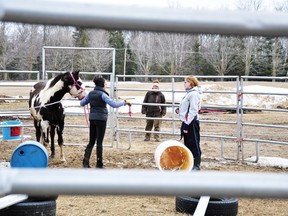 RYAN PAULSEN ryan.paulsen@sunmedia.ca

Sturgeon Hills Equestrian Farm owner Megan Davis, left, hands a rope to Sasha Knight during an exercise at the farm's equine assisted learning (EAL) program for Fellowes High School girls who are struggling with school issues. For more community photos please visit our website photo gallery at www.thedailyobserver.ca.