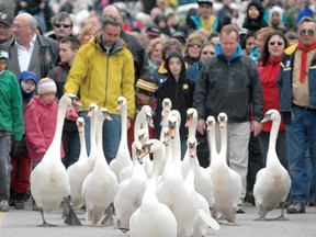 Swans make their way toward the Avon River during the annual swan parade witnessed by thousands in Stratford on Sunday. (SCOTT WISHART, The Beacon Herald)