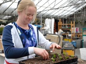 Full-time gardener Rosi Isaac re-pots basket-filler bacopa seedlings at Dunvegan Gardens on Highway 40, Friday. Though it’s not planting weather for Grande Prairie gardners just yet, the thriving greenhouse is a reminder that when the snow melts, we can really start to enjoy spring. (Elizabeth McSheffrey/Daily Herald-Tribune)