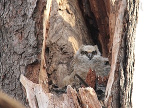 These baby great horned owls are two of the newest residents of Paxton Bush in Chatham, Ont. this spring. They currently reside in a spacious hollowed out section of tree. One of the baby owls was a little camera-shy and would only peak one eye out as their photograph was being taken on Monday, April 8, 2013. (ELLWOOD SHREVE/ THE CHATHAM DAILY NEWS/ QMI AGENCY)