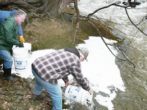 Rainbow trout yearlings stocked