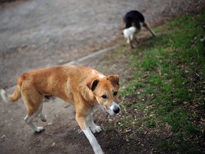 Stray dogs. (AFP FILE PHOTO / DIMITAR DILKOFF)