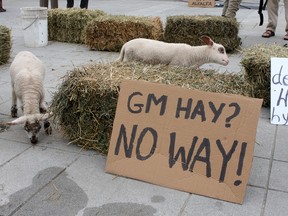 A couple of lambs were used in a rally opposing the possible use of genetically modified alfalfa. (Ian MacAlpine The Whig-Standard)