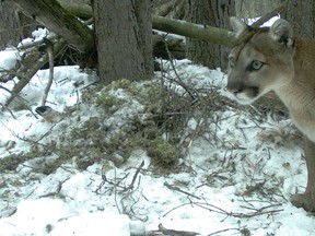 This photo of a cougar in Banff National Park was taken by remote camera. File photo