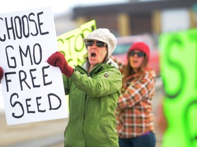 Mary Lundgard, who farms organic products near the Grimshaw area, fiercely protests genetically modified alfalfa in front of Peace River MP Chris Warkentin’s office in Grande Prairie, Tuesday. The National Farmers Union and the Canadian Biotechnology Action Network rallied against GMO alfalfa at several different locations throughout Canada. (Aaron Hinks/Daily Herald-Tribune)