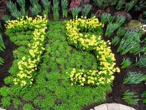 The Muttart Conservatory unveils its newest daffodil exhibit in the feature pyramid celebrating the 75th anniversary of the Canadian Cancer Society last weekend. TREVOR ROBB EDMONTON EXAMINER