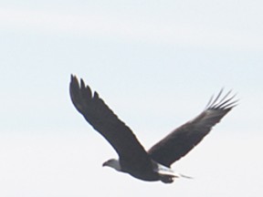 eagle banner