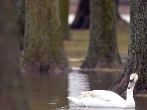 One of Stratford's recently released swans checks the water among trees in parkland off William St. during another rainy day in the city Wednesday. (SCOTT WISHART The Beacon Herald)