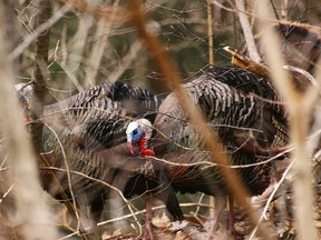 This year's wild turkey hunting season in Ontario opened April 25. (JEFF TRIBE/QMI AGENCY)