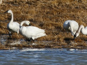 A tundra swan, second from left, hangs out with some of its cousins, trumpeter swans. Tundra swans have a tell-tale yellow teardrop while trumpeters’ bills are all black.  The annual Swan Festival is set for April 20-21 at Centre 2000 and Saskatoon Island Provincial Park. (QMI Agency file photo)